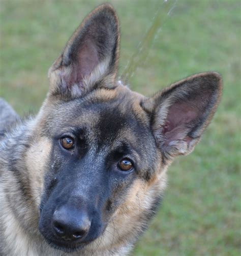 German shepherd rescue florida - "Click here to view German Shepherd Dogs in Florida for adoption. Individuals & rescue groups can post animals free." - ♥ RESCUE ME! ♥ ۬